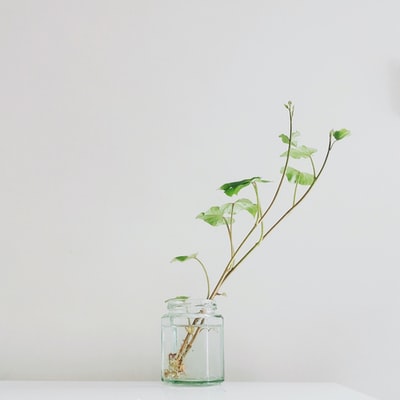 玻璃花瓶上的绿叶植物